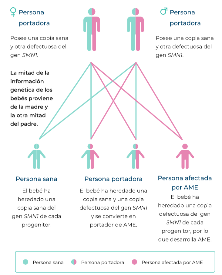 ¿Qué es la Atrofia Muscular Espinal (AME)?